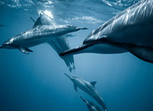 九游体育平台：与你的热情并肩前行的全面体育生态